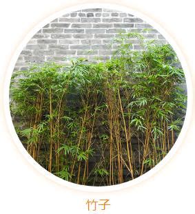 大門植物|大門放什麼植物？風水專家傳授居家聚財祕訣 